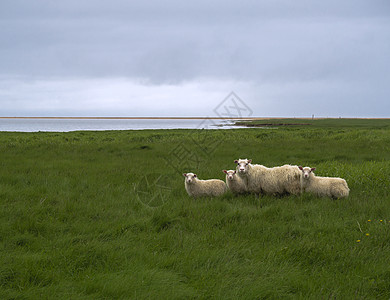 冰岛西峡湾青草草甸 蓝天和红沙滩上的四只冰岛羊 母亲和小羊图片