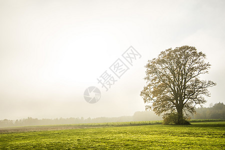 秋天雾中秃发的石灰树湿度季节性白色天气阴霾绿色薄雾草地图片