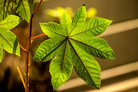 含叶叶子的磷油植物图片