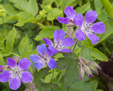 粉红色紫色起重机(Gemenium)花和芽 有选择的焦点 充满活力的颜色图片