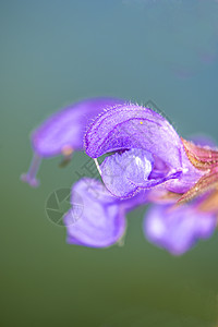 带花的野种植物黄色植物学植物群蓝色丹参绿色宏观荒野图片