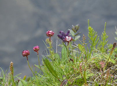 海粉红花 Equisetum和蓝绿草草地 冰岛西峡湾背景图片