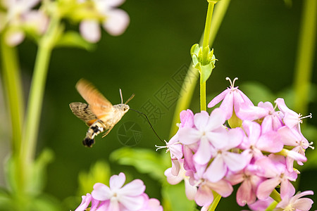 蜂鸟在肥皂园一朵花上的鹰鸣昆虫肥皂草动物群粉色蝴蝶动物野生动物草药花蜜图片