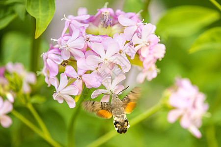 蜂鸟在肥皂园一朵花上的鹰鸣肥皂草草药动物群粉色野生动物花蜜昆虫动物蝴蝶图片