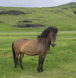 冰岛骑马在绿草上放牧 紧紧地站立动物蓝色风景牧场自由荒野哺乳动物草地国家天空图片