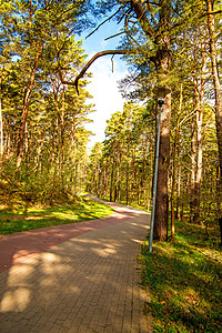 波兰波罗的海沿岸阳光明媚的春季森林牧歌阴影闲暇荒野太阳情绪嫩叶寂寞季节性绿色图片