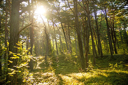 以林为后光 光明和阴影晴天反省背光木头绿色太阳环境荒野风景图片