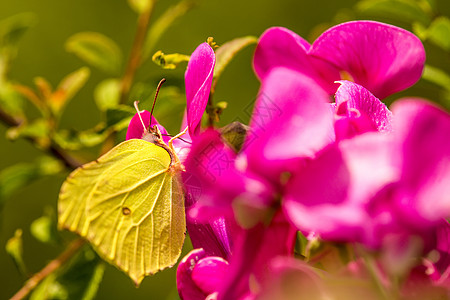 蝴蝶在花朵上阳光昆虫活力翅膀黄色叶子粉色美丽动物群紫丁香图片