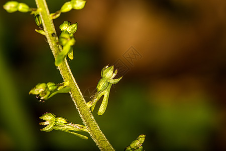 德国植物的兰花 Twayblade草地灭绝宏观绿色受保护环境荒野植物群图片