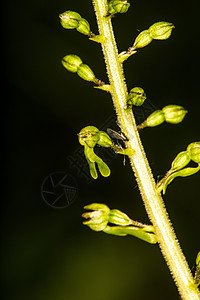 德国植物的兰花 Twayblade灭绝宏观绿色环境植物群草地荒野受保护图片