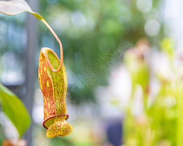 植物园的食肉植物 即动物栖息地热带杯子消化生长濒危笼草漏洞投手花园口袋图片