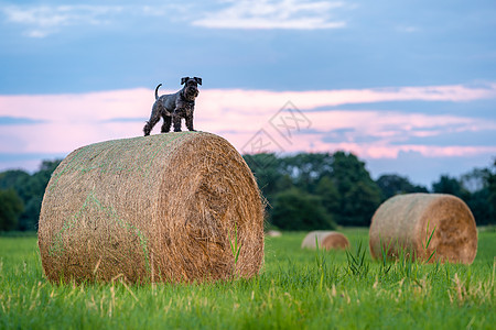 在自然界的田野里 狗在干草泥巴上图片