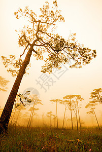 乌塔拉迪Phu Soi Dao国家公园喷雾踪迹公园薄雾生长季节叶子植物木头荒野山毛榉图片