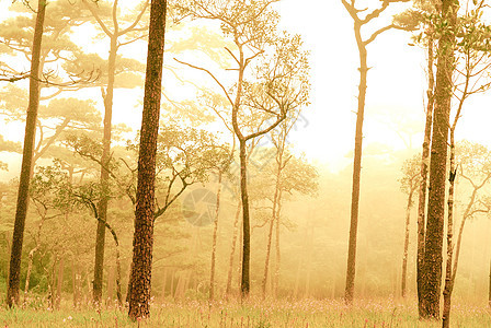 乌塔拉迪Phu Soi Dao国家公园喷雾植物环境叶子生长小路云杉阳光踪迹故事荒野图片