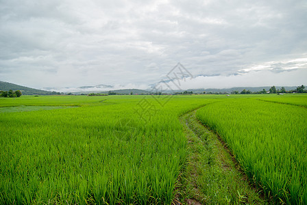 泰国清迈Mee Chaem县清迈露天稻田植物食物土地天空地标热带国家旅游农民农村图片