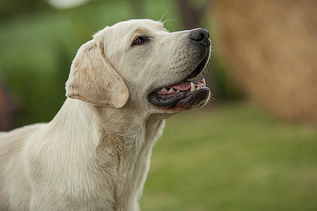 拉布拉多犬朋友小狗犬类工作室哺乳动物乐趣猎犬女性婴儿动物图片