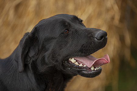 拉布拉多犬实验室友谊血统犬类猎犬宠物朋友毛皮乐趣哺乳动物图片