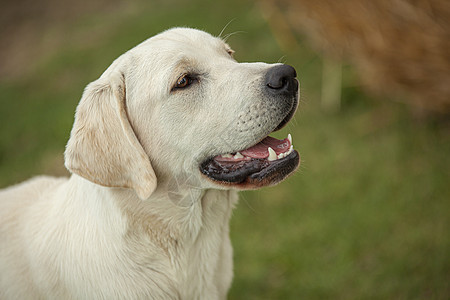 拉布拉多犬猎犬工作室宠物动物哺乳动物朋友婴儿小狗友谊毛皮图片