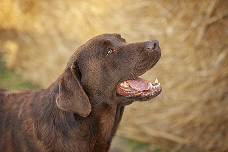 拉布拉多犬朋友毛皮动物友谊实验室哺乳动物犬类小狗宠物猎犬图片