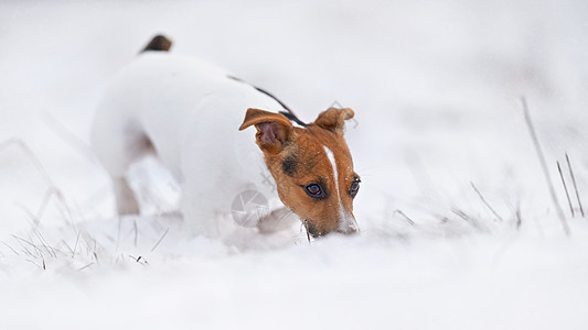 小杰克·拉塞尔・泰瑞尔在雪上行走 嗅探地面图片
