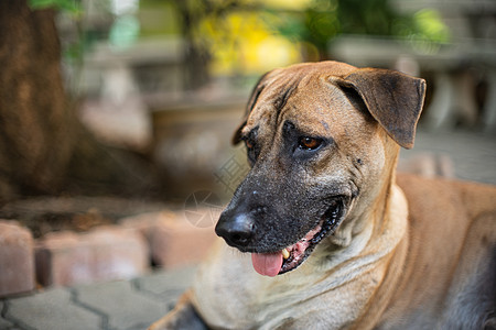 棕色成年成年狗 有天然的bokeh老年人人像领养猎犬男性牧羊人天性金色悲伤犬齿图片