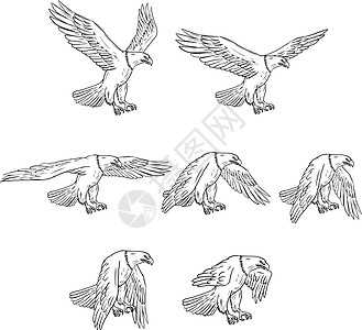 白头鹰飞行图集 Se画线绘画手工刮板手绘白头鹰插图飞行墨水翅膀图片