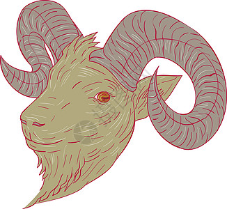 山羊公羊头画手工插图野生动物手绘喇叭墨水艺术品草图内存画线图片
