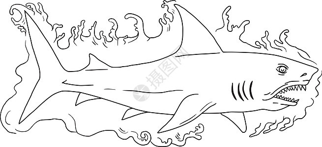 鲨鱼水侧画锤头游泳艺术品手工野生动物牙齿画线动物手绘捕食者背景图片