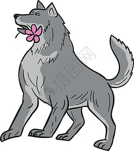 木材沃尔夫持有花生鲜花绘画东狼艺术品画线哺乳动物插图犬类草图灰狼墨水野生动物图片