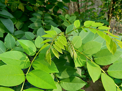 又称索奥克林 桑戈林 玫瑰木 具有自然背景热带植物环境叶子生长紫檀木花园声乐黑木草本植物图片