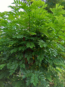 又称索奥克林 桑戈林 玫瑰木 具有自然背景环境木头黑木热带声乐紫檀木花园生长植物木材图片