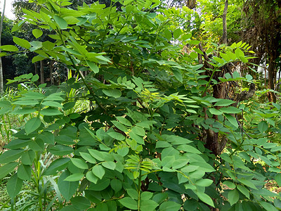 又称索奥克林 桑戈林 玫瑰木 具有自然背景紫檀木草本植物环境木头木材花园叶子黑木声乐生长图片