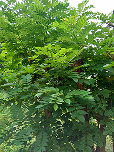 又称索奥克林 桑戈林 玫瑰木 具有自然背景黑木绿色植物叶子花园生长紫檀木植物草本植物环境木材图片