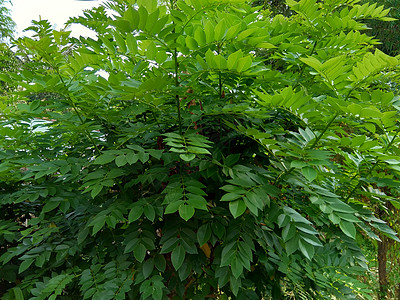 又称索奥克林 桑戈林 玫瑰木 具有自然背景植物草本植物绿色植物豆荚叶子热带黑木生长花园声乐图片