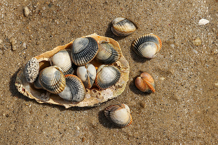 沙滩上常见的 食用盐水蛤贻贝食物海鲜肌肉动物盐水贝类盘子蛤蜊椭圆形图片