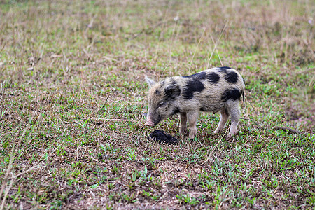 小猪在草地上找到症状毛皮动物捕食者野生动物森林公园荒野小路树木旅行图片
