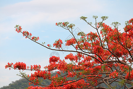 秋天季节 在公园的皇家波因西亚纳(Poinciana)图片