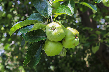 绿苹果在树枝上 准备有选择性地采摘食物植物收成季节农业水果果园花园园艺晴天图片