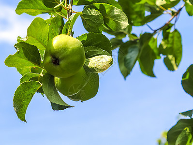 绿苹果在树枝上 准备有选择性地采摘晴天花园叶子植物收成农场食物果园收获阳光图片