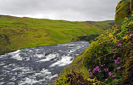 冰岛河级联 前方有粉红花草和苔石图片
