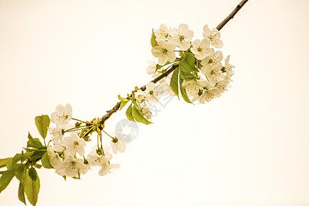 樱花花 鲜花枝唤醒观赏白色大器花朵季节季节性生活晴天灌木图片