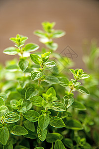 少校 春天的地中海香料草本食欲香蒜植物疗法自然厨房烹饪熟食树叶图片