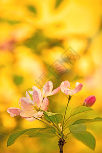 樱花花 鲜花枝季节性大器观赏植物群晴天生活植物灌木花朵白色图片