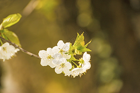 樱花花 鲜花枝晴天白色花朵植物群观赏大器棕色季节性生活季节图片