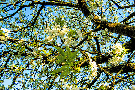 蓝天上樱花开花大器花朵蓝色唤醒灌木生活季节性白色季节植物群图片