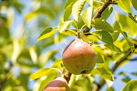 梨树的开花绿色枝条季节生长植物学食物叶子水果植物花园图片