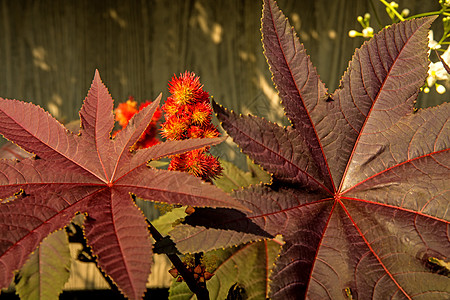 有花的播种油植物危险叶子制药种子园艺泻药热带蓖麻杂草灌木图片