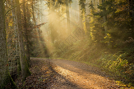 森林中的阳光牧歌闲暇情绪荒野寂寞季节性森林图片