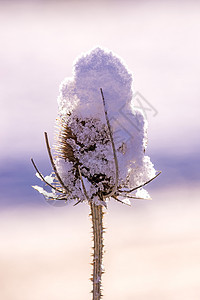 带雪帽的 chickel叶子种子宏观季节植物棕色天气磨砂水晶花园图片