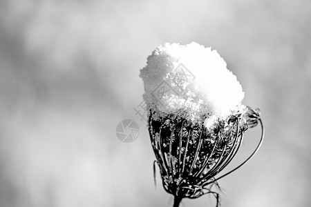 带雪帽的 chickel叶子植物种子磨砂宏观水晶季节性棕色天气季节图片